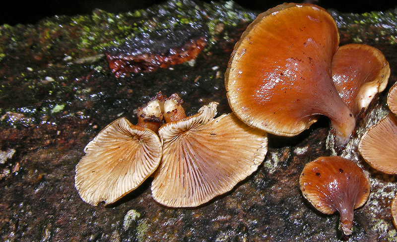 Avete voglia di funghi di oggi....guardate questo post.